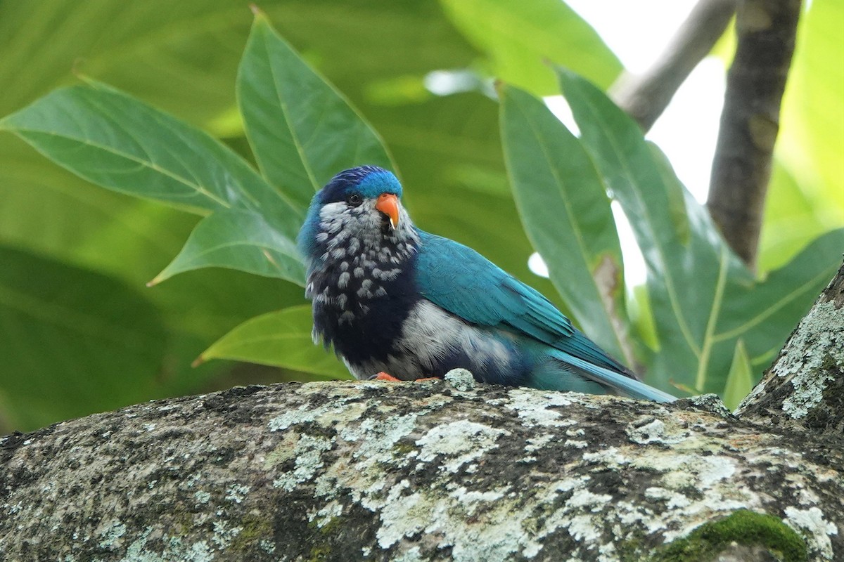 Ultramarine Lorikeet - ML646326218