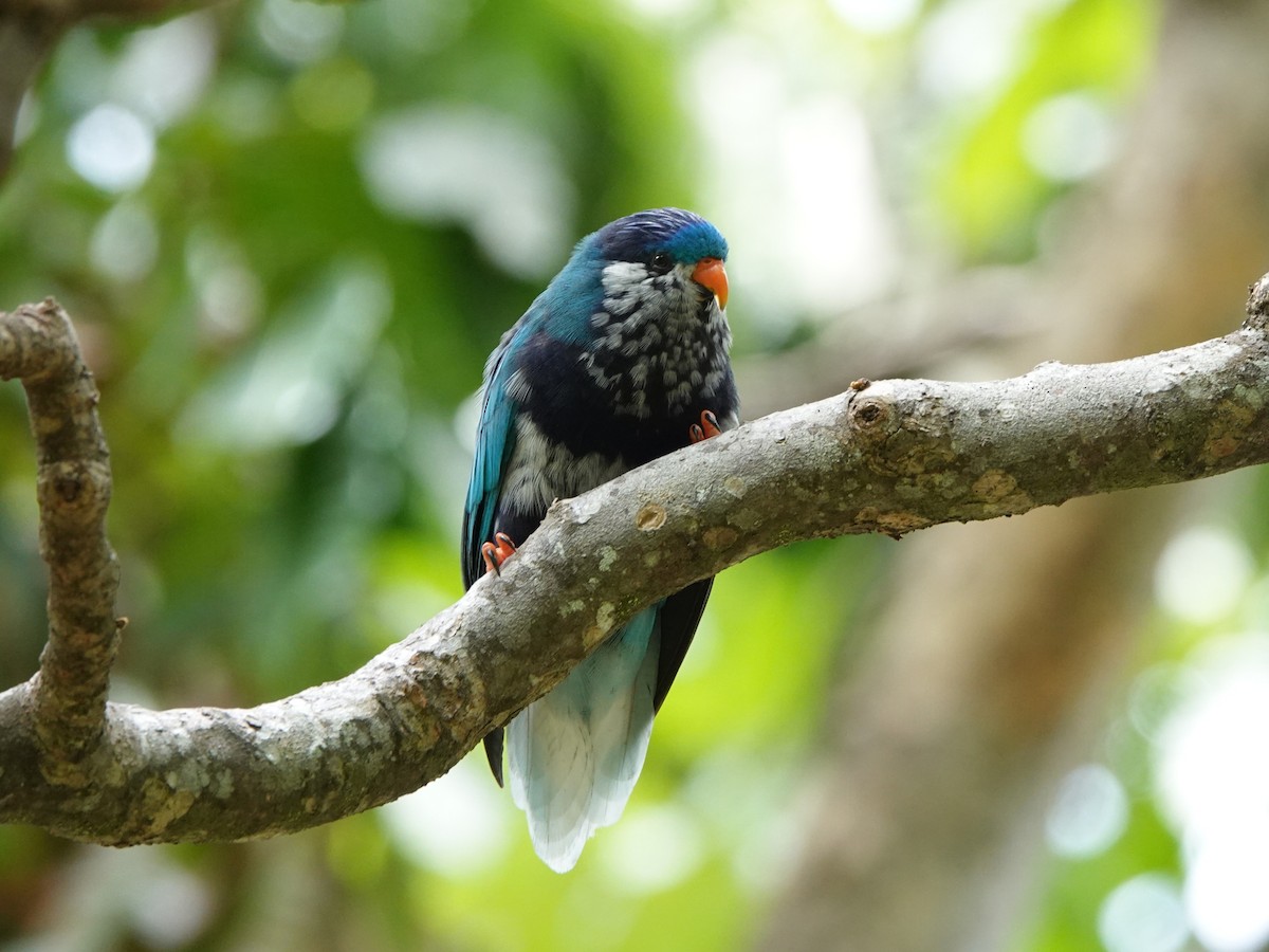 Ultramarine Lorikeet - ML646326219