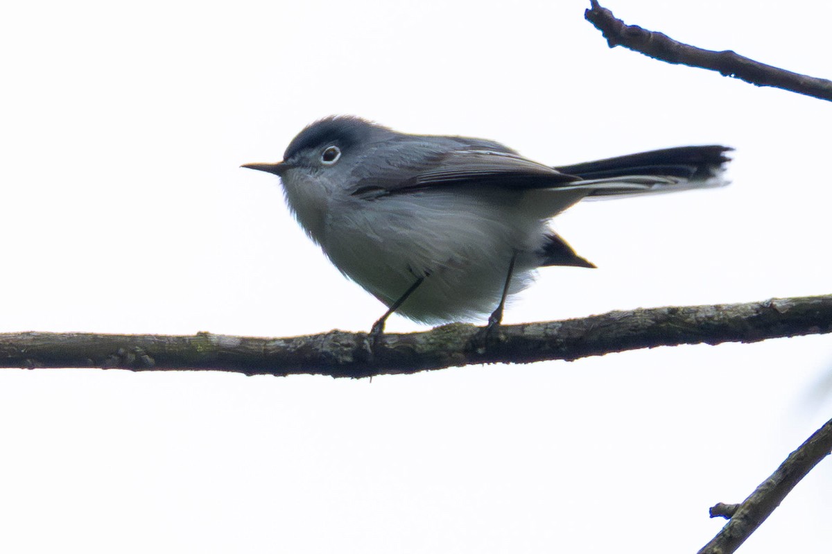 Blue-gray Gnatcatcher - ML646326220