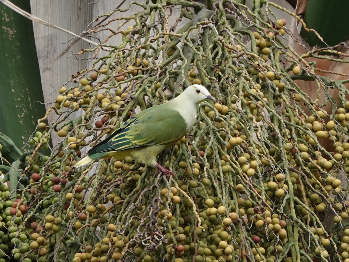 White-capped Fruit-Dove - ML646326222