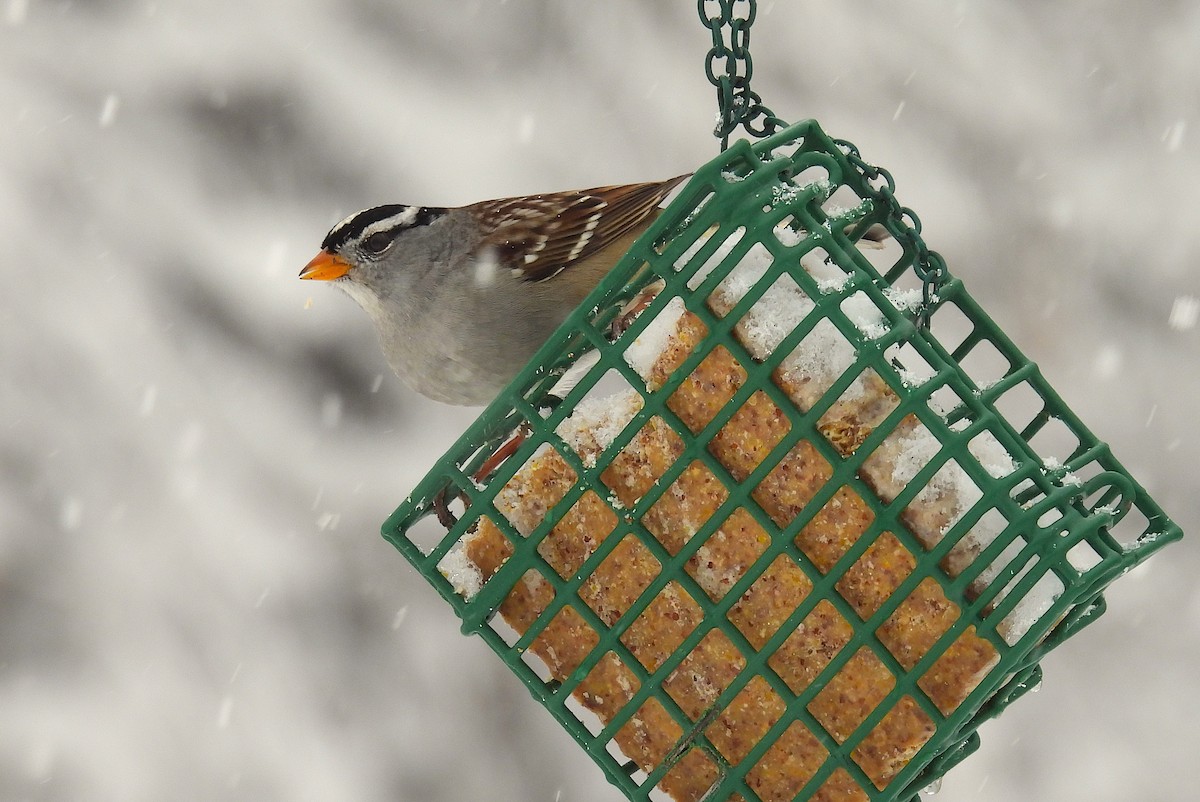 White-crowned Sparrow (Gambel's) - ML646326223