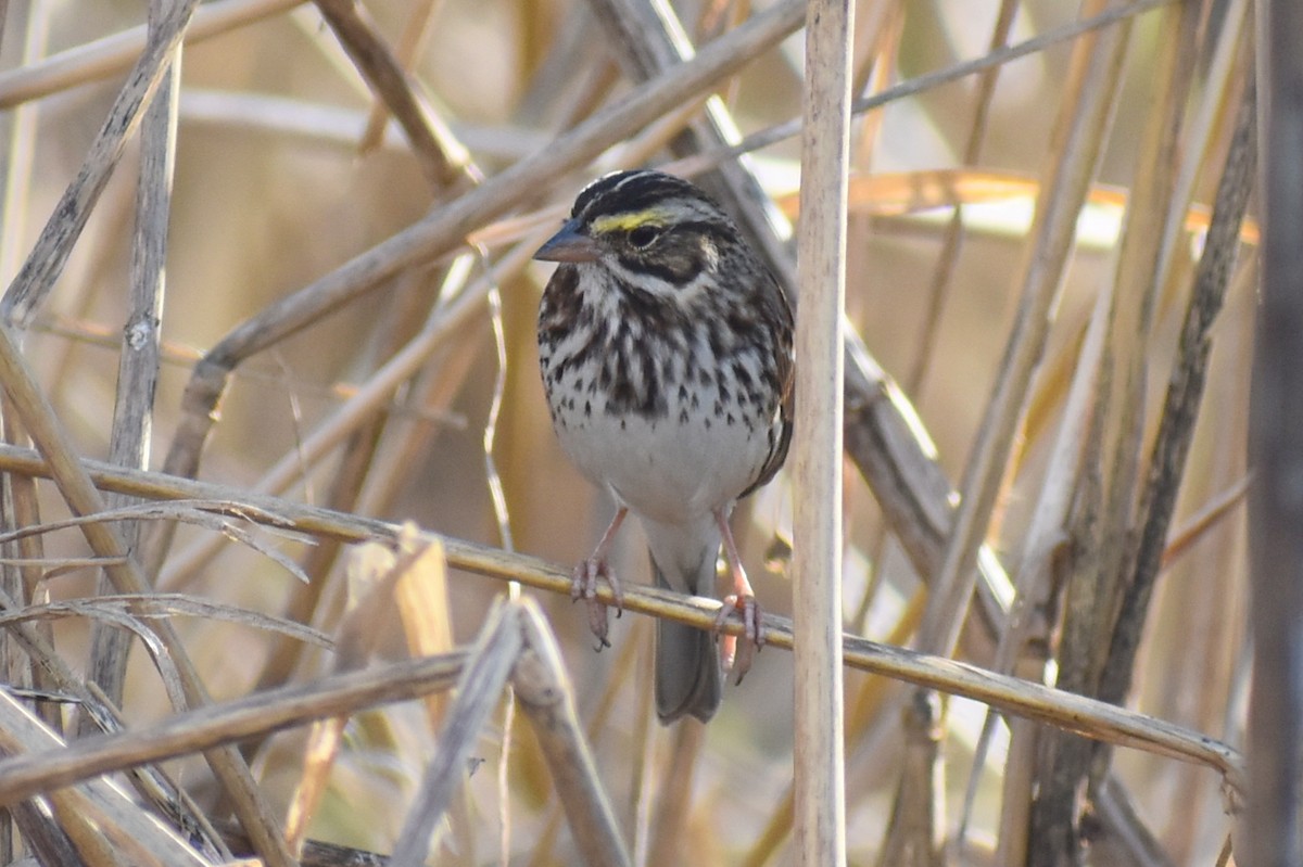 Savannah Sparrow - ML646326224