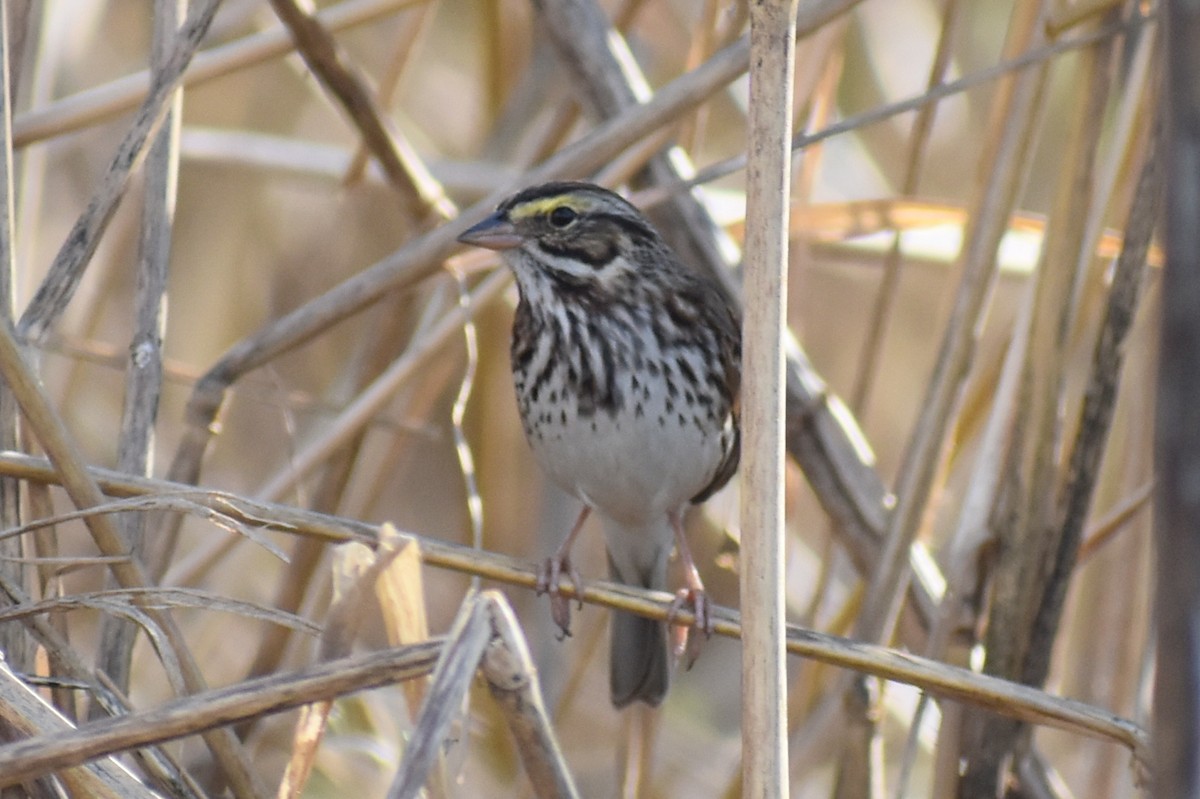 Savannah Sparrow - ML646326226