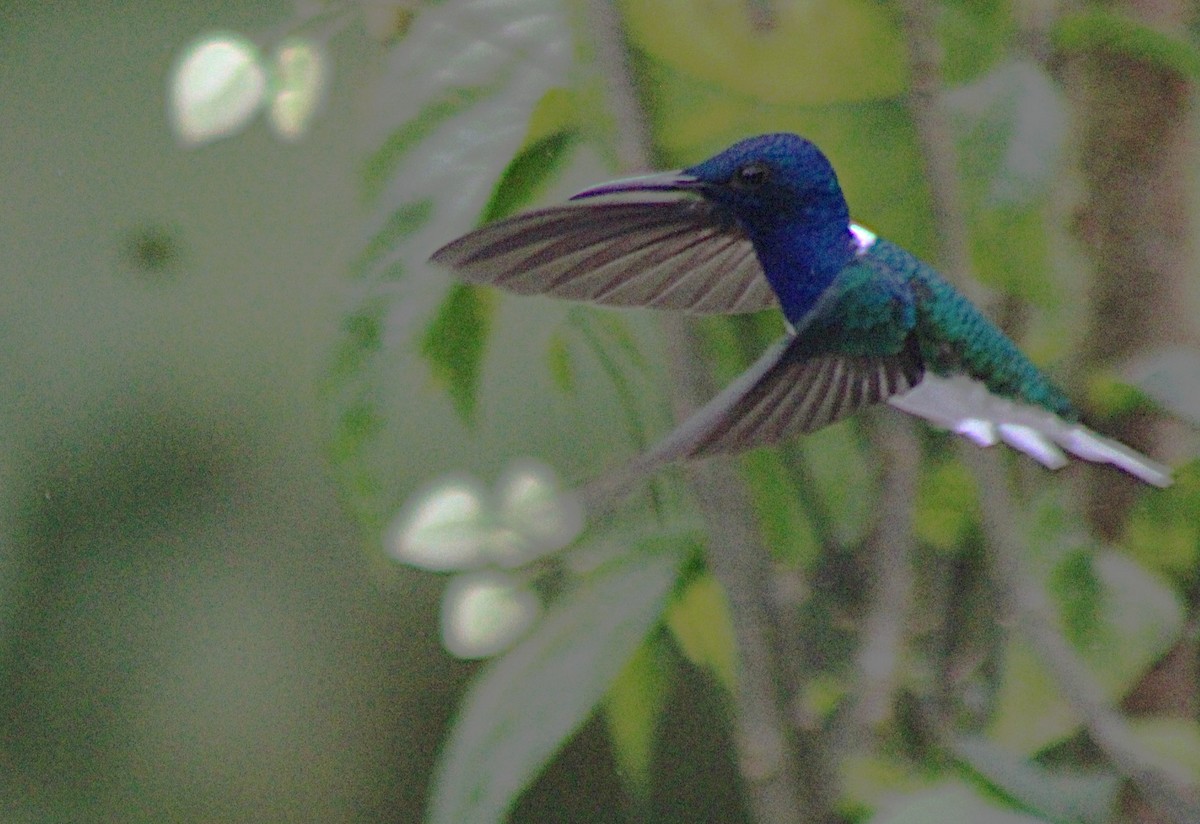 White-necked Jacobin - ML646326229