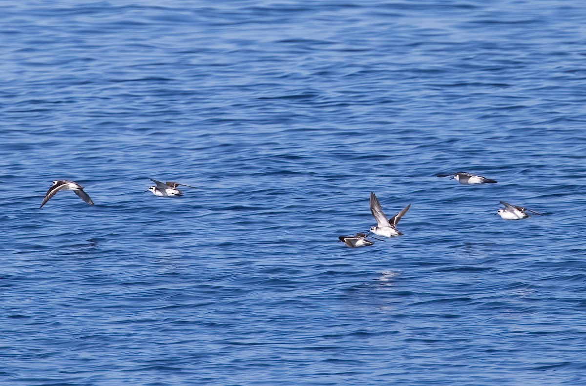 Плавунець круглодзьобий - ML646326240