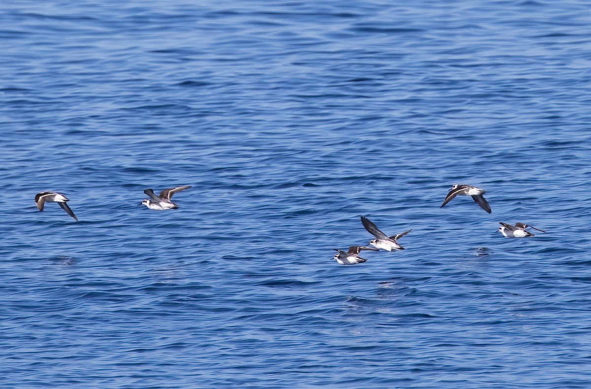 Плавунець круглодзьобий - ML646326241