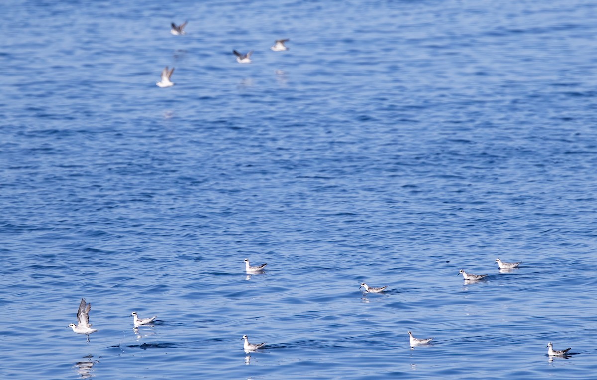 Плавунець круглодзьобий - ML646326246