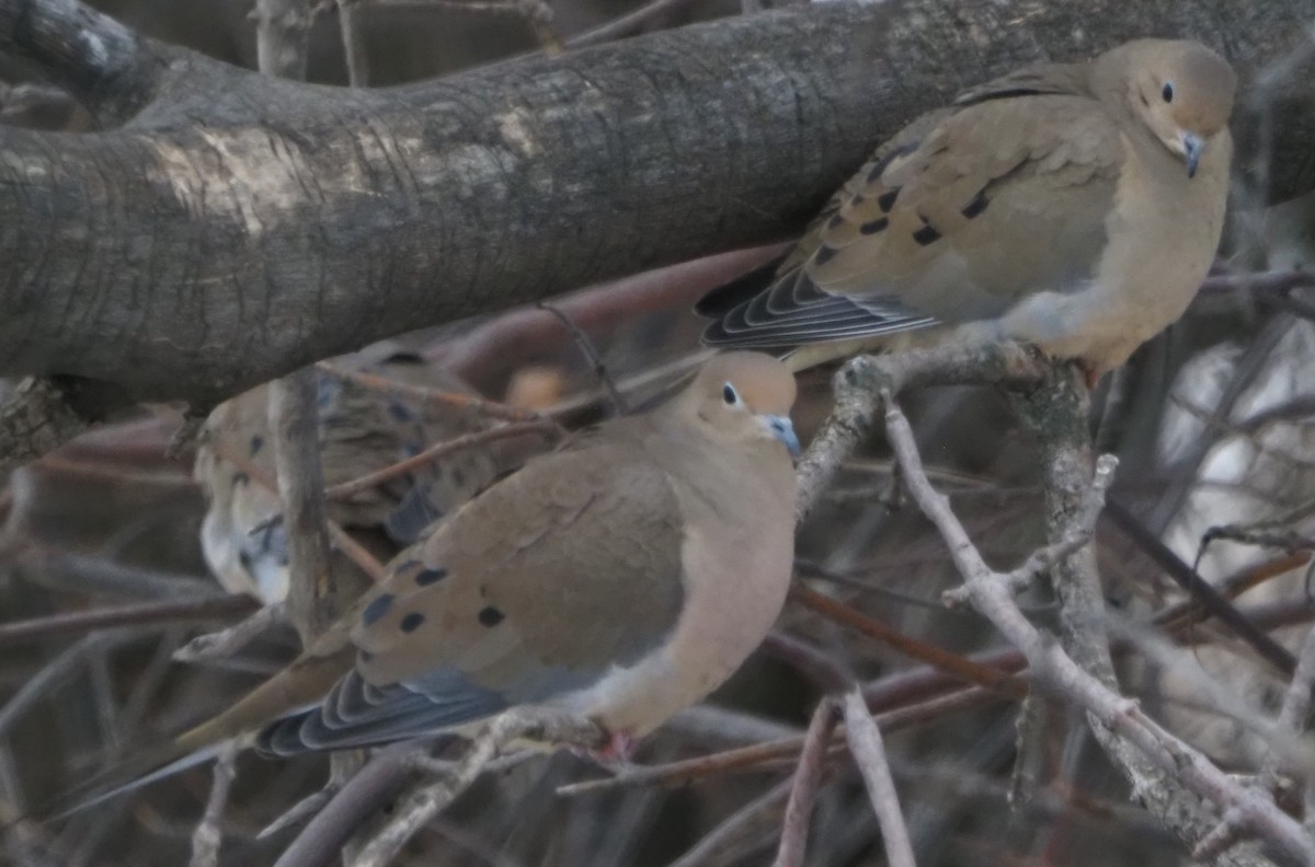 hrdlička karolínská - ML646326248