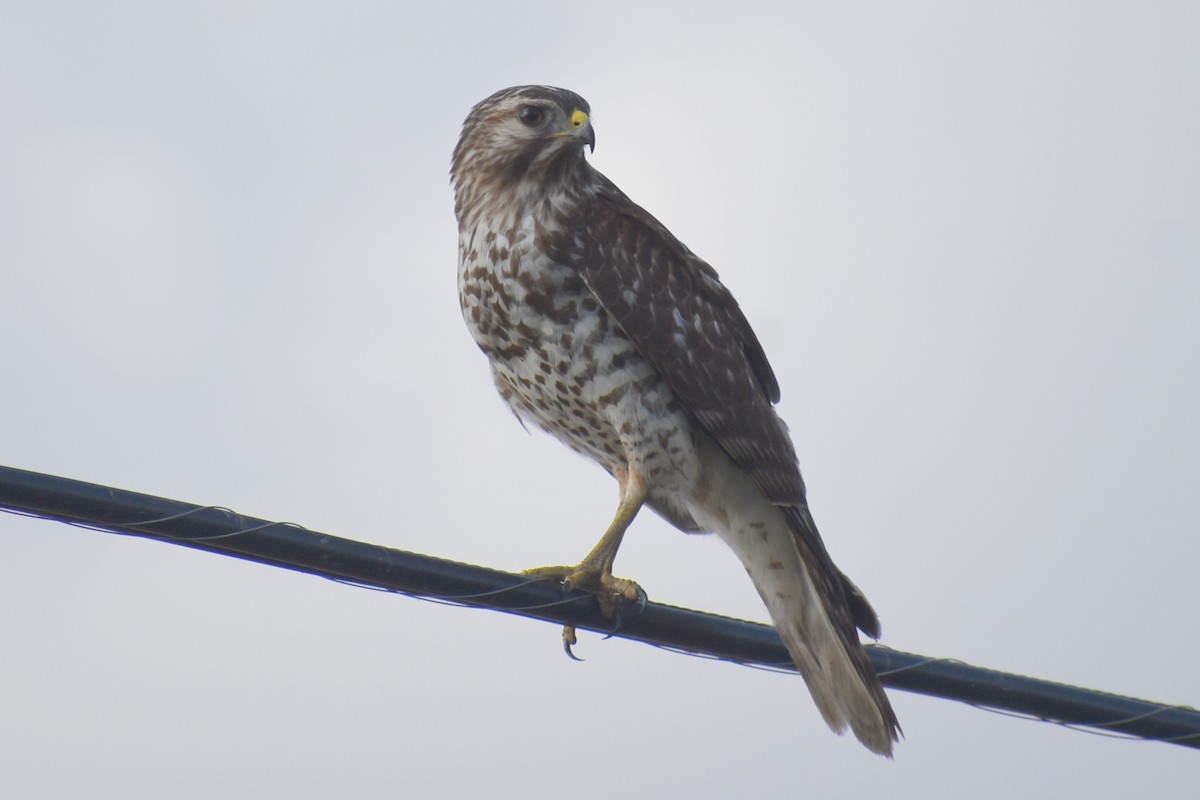 Busardo Pechirrojo - ML646326249