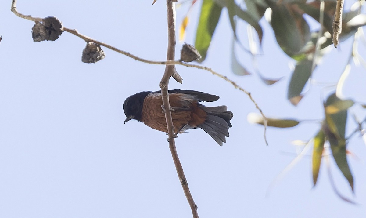 Black-throated Flowerpiercer - ML646326262