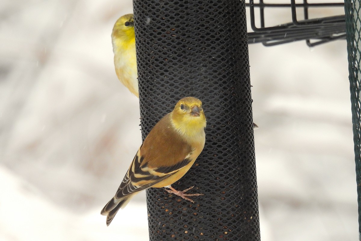American Goldfinch - ML646326263