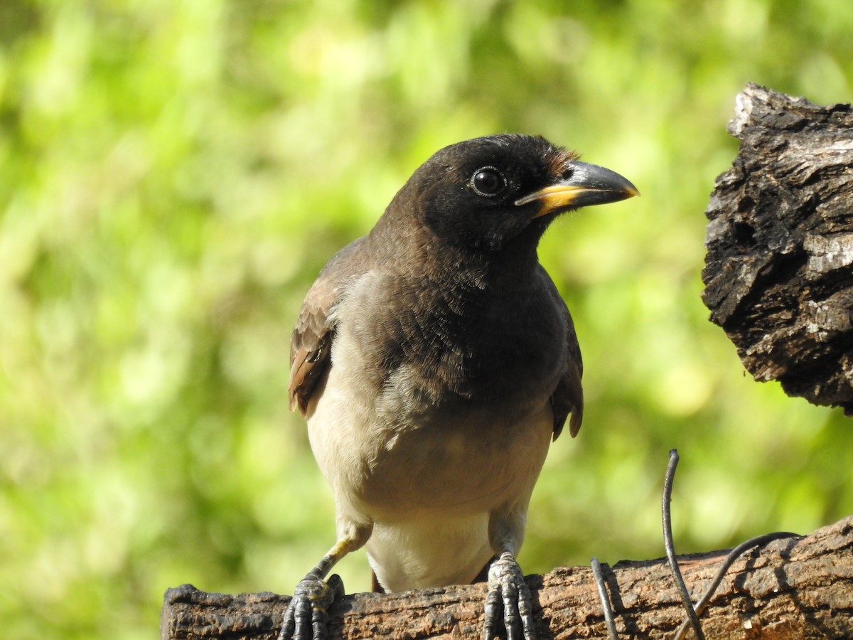 Brown Jay - ML646326268