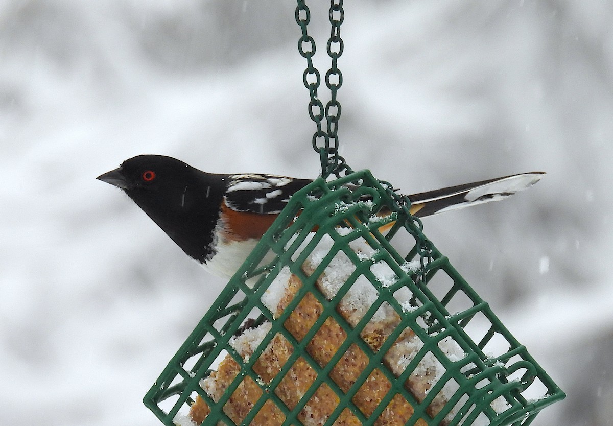 Spotted Towhee - ML646326269