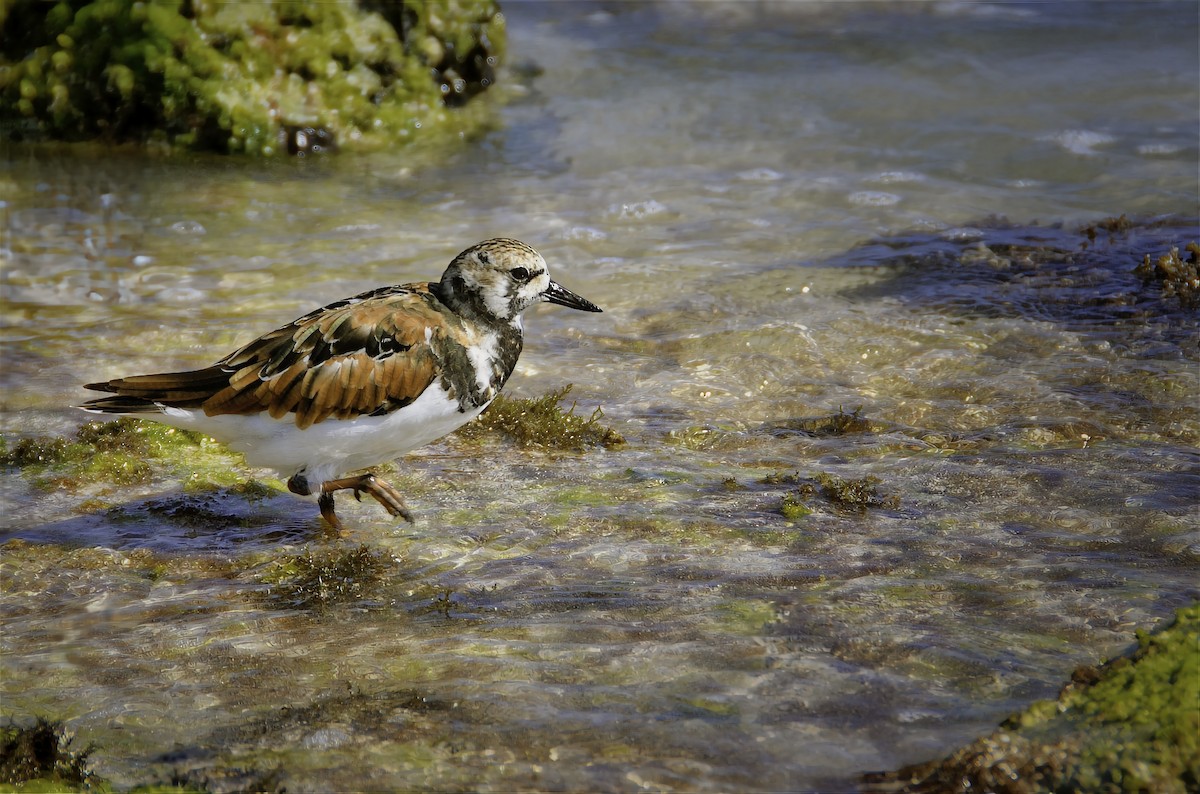 Vuelvepiedras Común - ML646326271