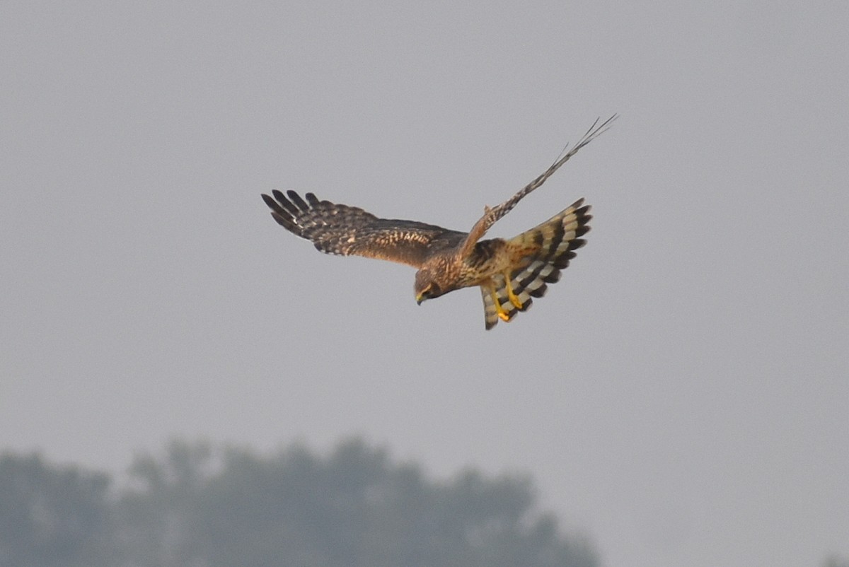 Aguilucho de Hudson - ML646326277