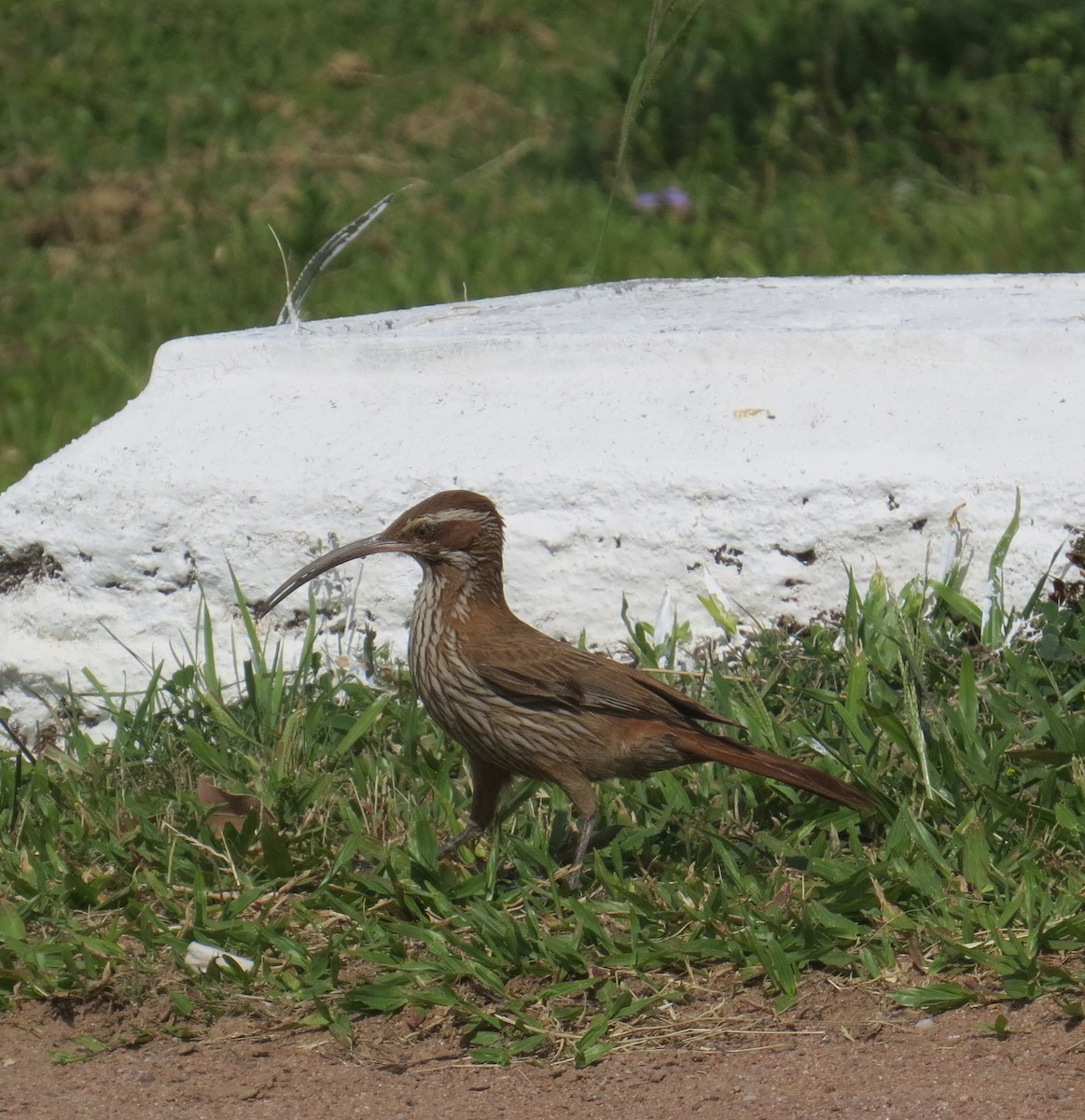 Trepatroncos Chinchero - ML646326278