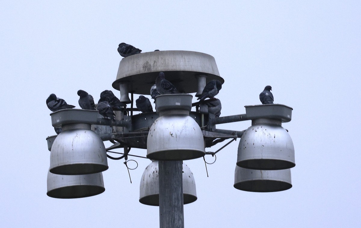 Paloma Bravía (variedad doméstica) - ML646326279