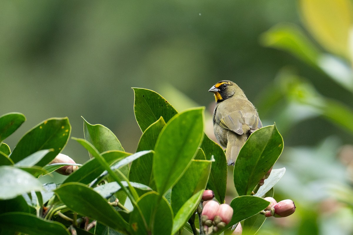 Semillero Tomeguín - ML646326280