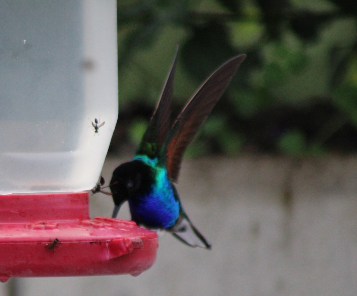 Colibrí Sietecolores - ML646326283