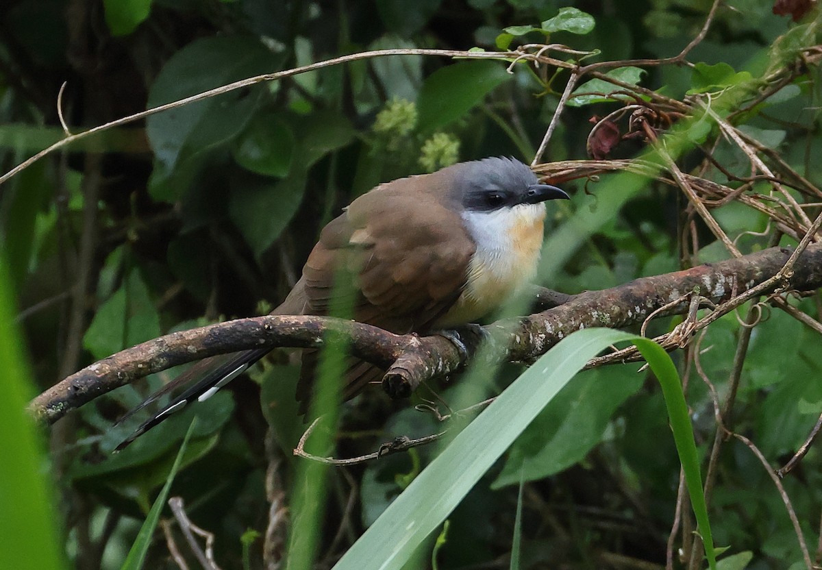 Cuclillo Canela - ML646326284
