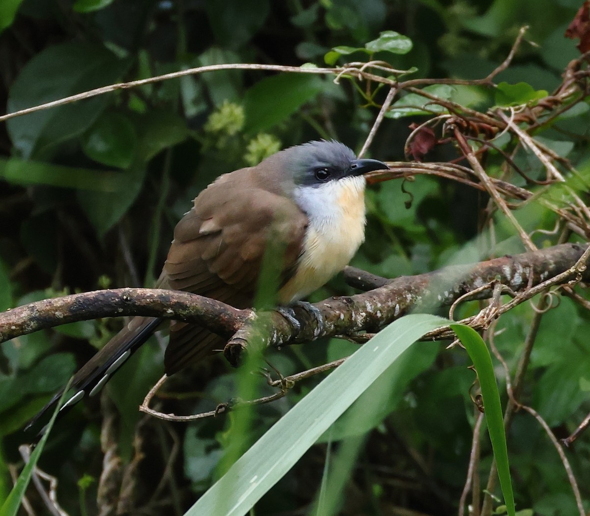 Cuclillo Canela - ML646326285