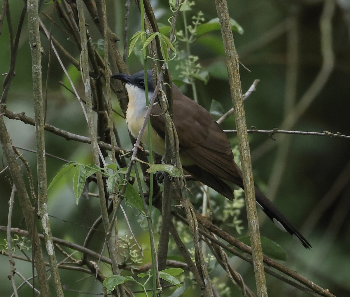 Cuclillo Canela - ML646326286