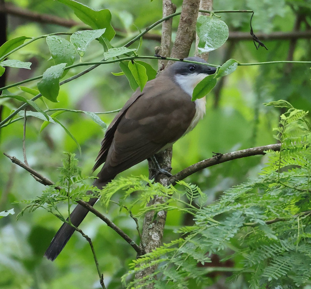 Cuclillo Canela - ML646326287