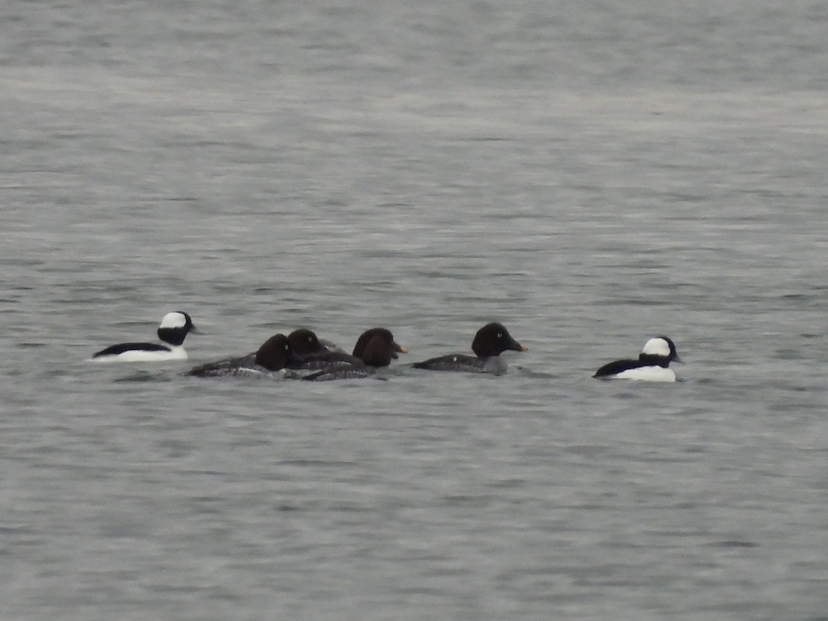 Porrón Albeola - ML646326288