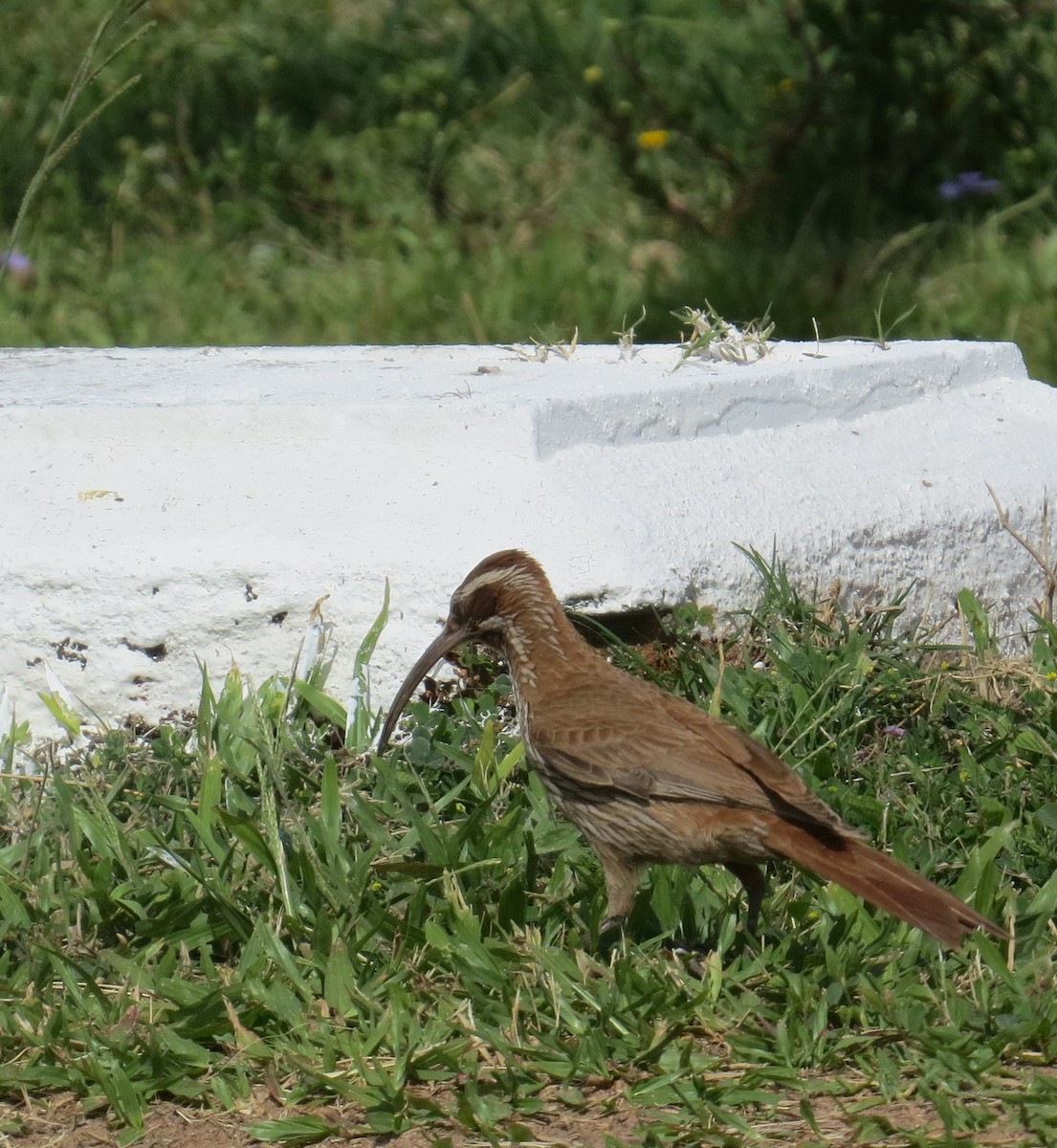 Trepatroncos Chinchero - ML646326289