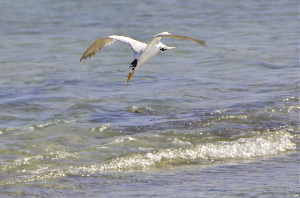 Charrán Real Americano - ML646326290