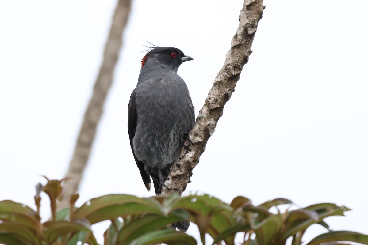 Cotinga Crestirrojo - ML646326292