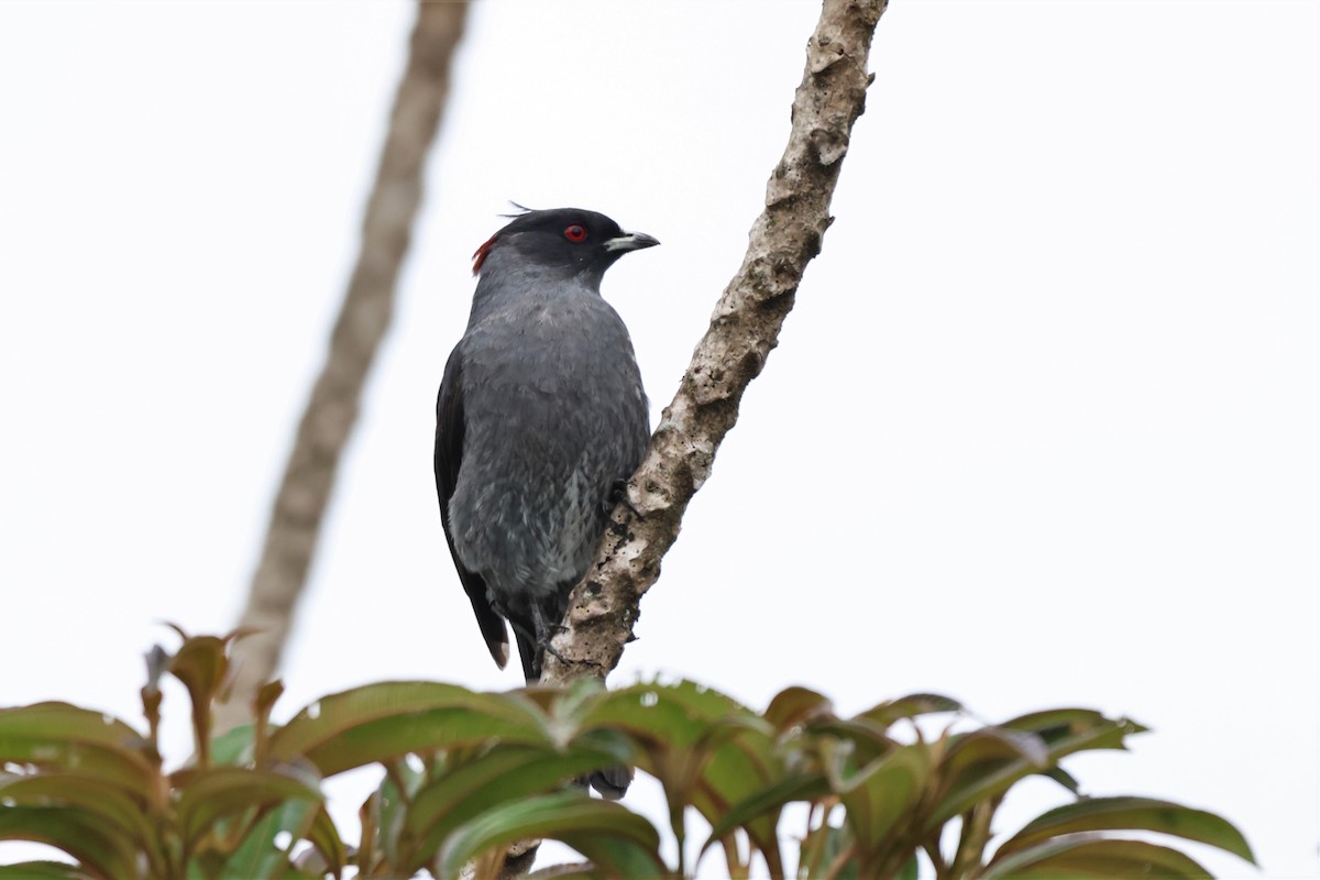 Cotinga Crestirrojo - ML646326293