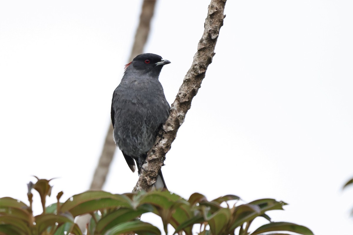 Cotinga Crestirrojo - ML646326294