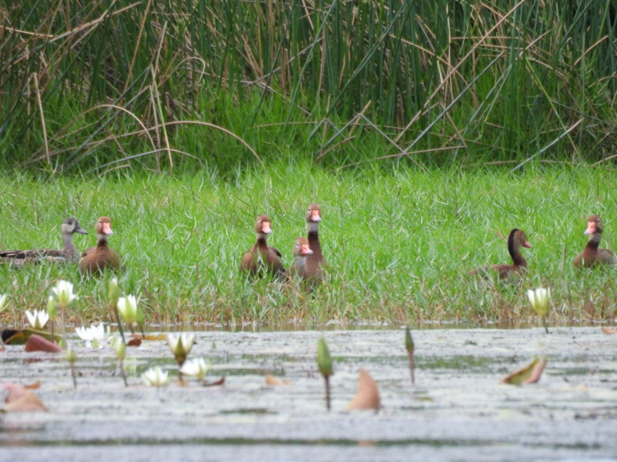 Black-bellied Whistling-Duck - ML646326295