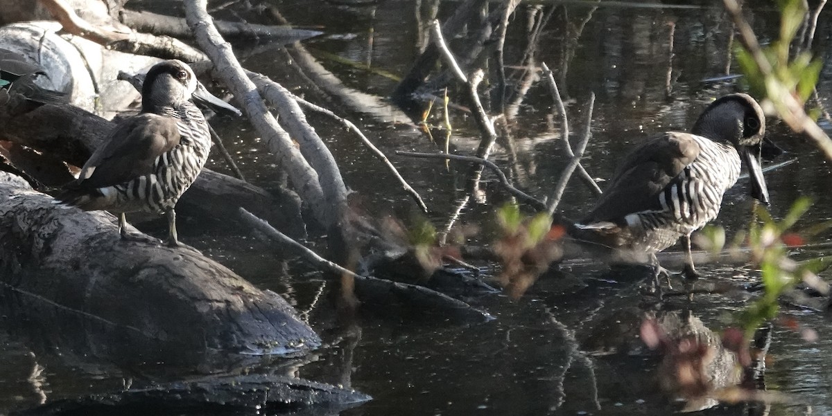 Pato Pachón - ML646326297