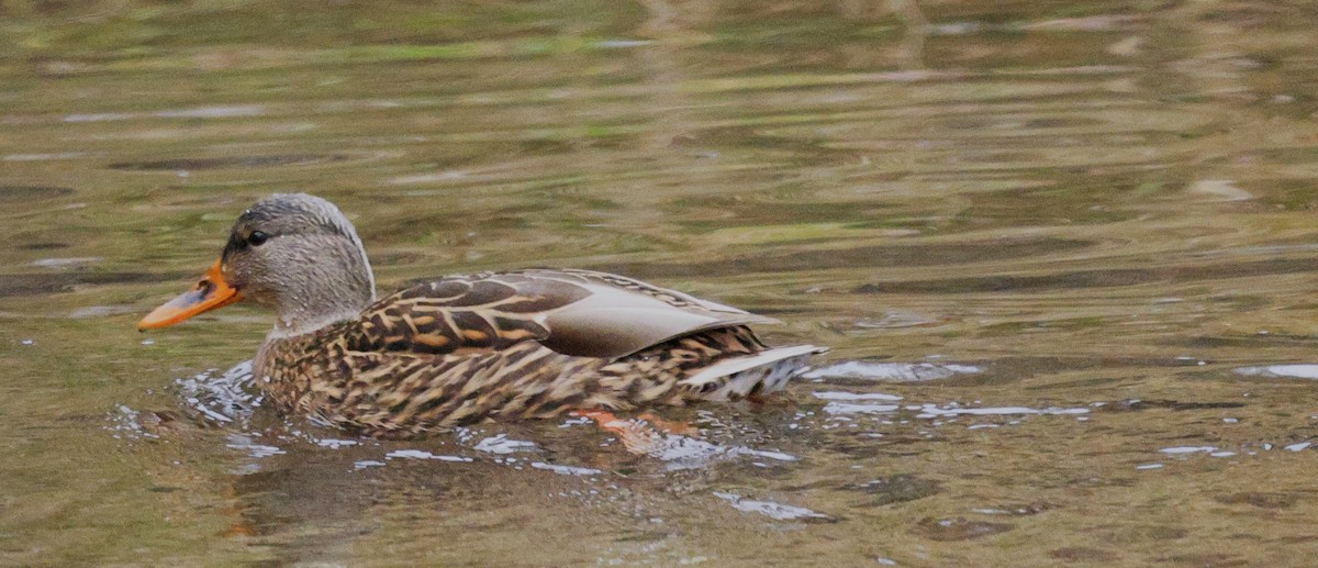 Ánade Azulón - ML646326298
