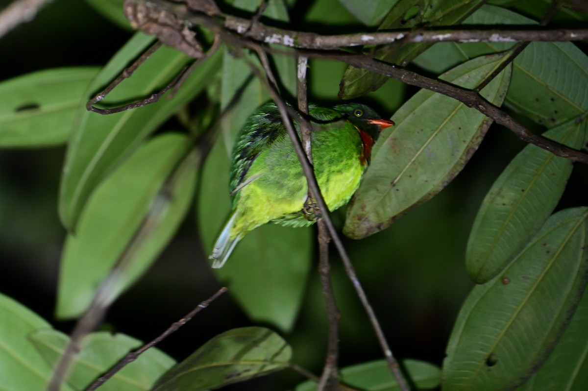 Frutero Gorjirrojo - ML646326299