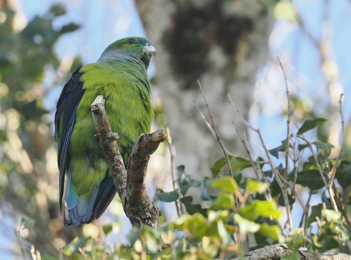 Lorito Alinegro - ML646326300