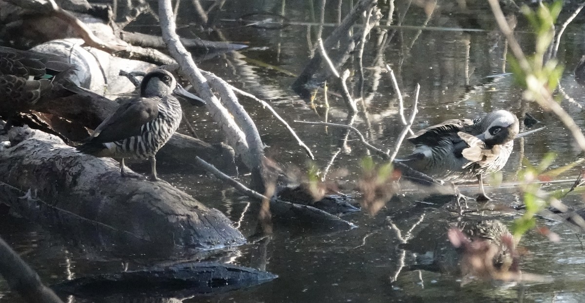 Pato Pachón - ML646326301