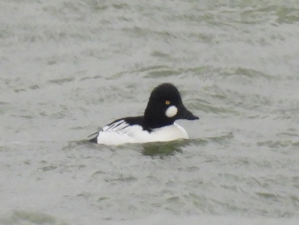 Porrón Osculado - ML646326302