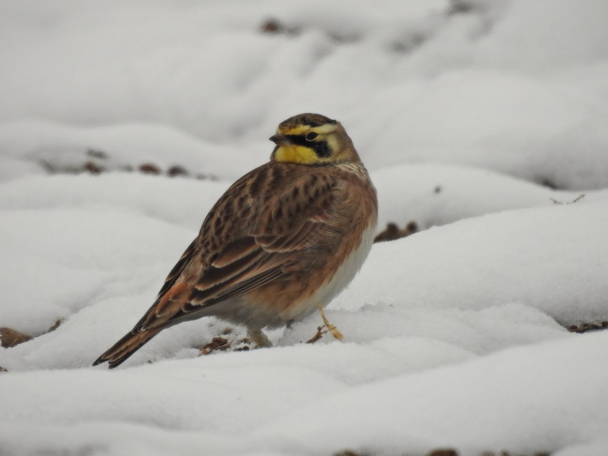 Alondra Cornuda - ML646326303