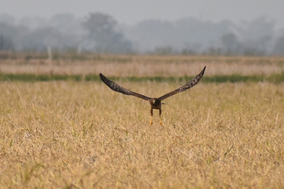 Northern Harrier - ML646326304