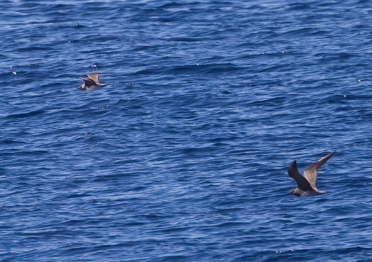 Págalo pomarino/parásito/rabero - ML646326305