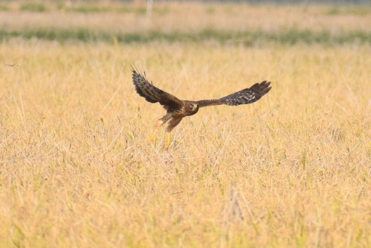 Northern Harrier - ML646326306