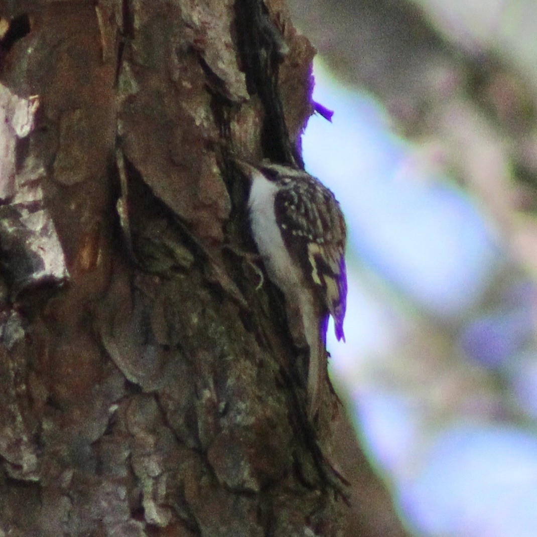 Brown Creeper - ML646326309