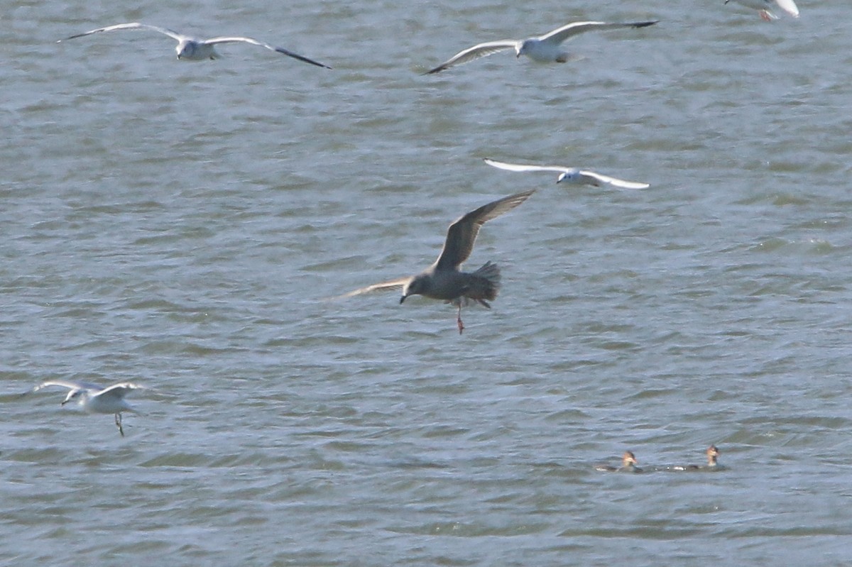 Iceland Gull (Thayer's) - ML646326312