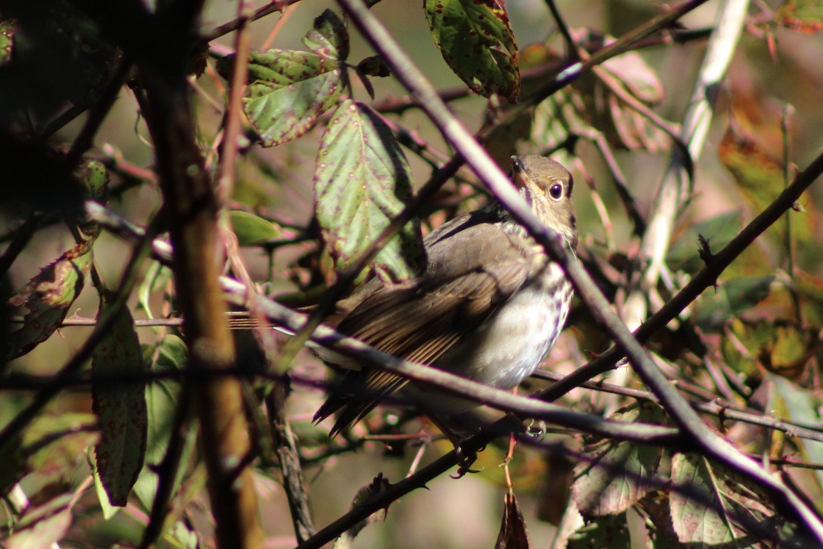 Hermit Thrush - ML646326314