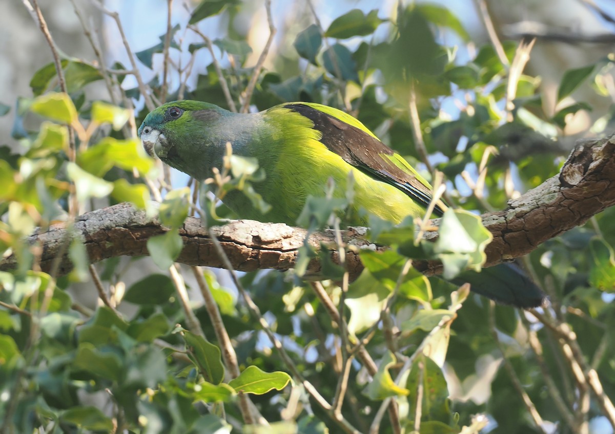 Black-winged Parrot - ML646326316