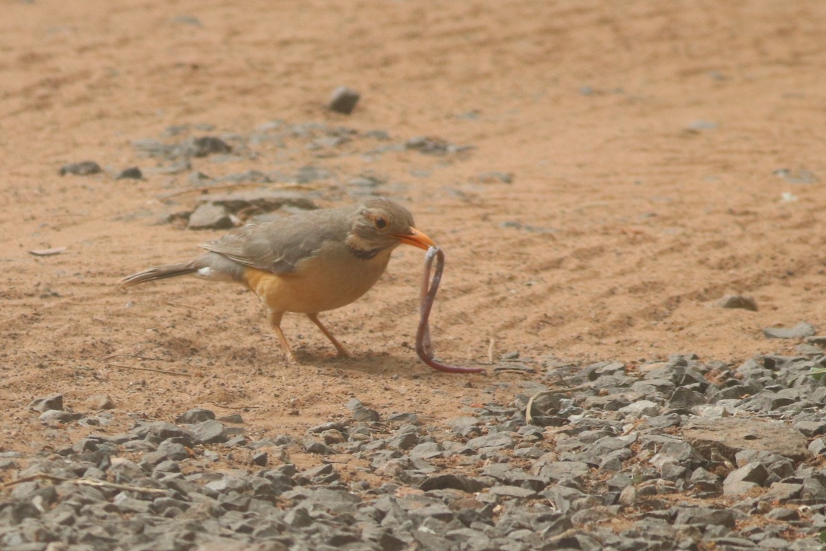 Kurrichane Thrush - ML646326319