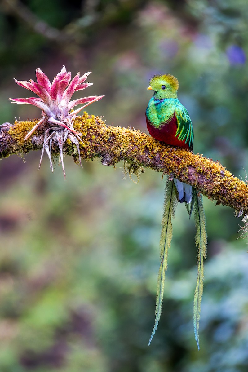 Resplendent Quetzal - ML646326323